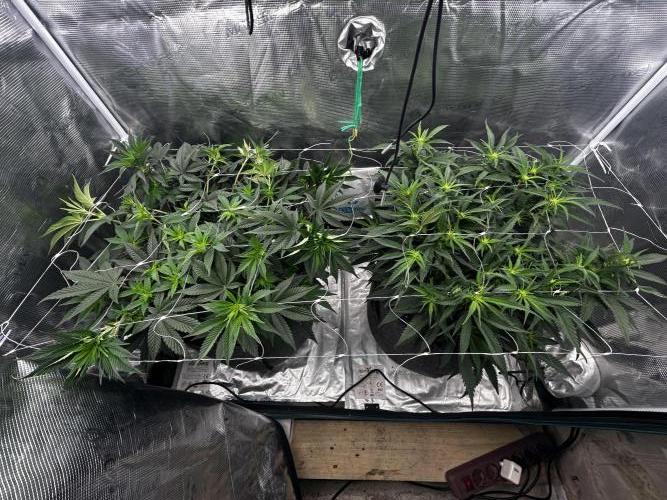 Plumz // Cap Junky. Week 6