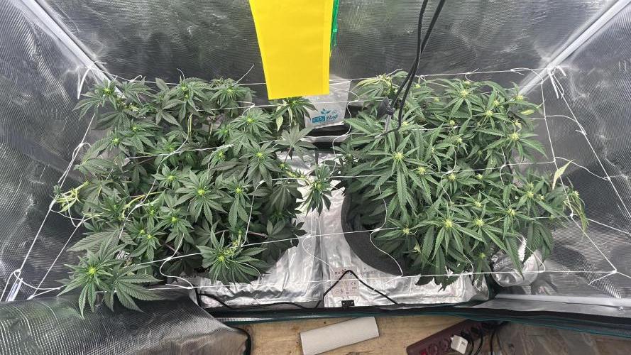 Plumz // Cap Junky. Week 7