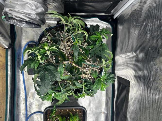 Gary Payton by Cookies / Jungle Cut. Week 2