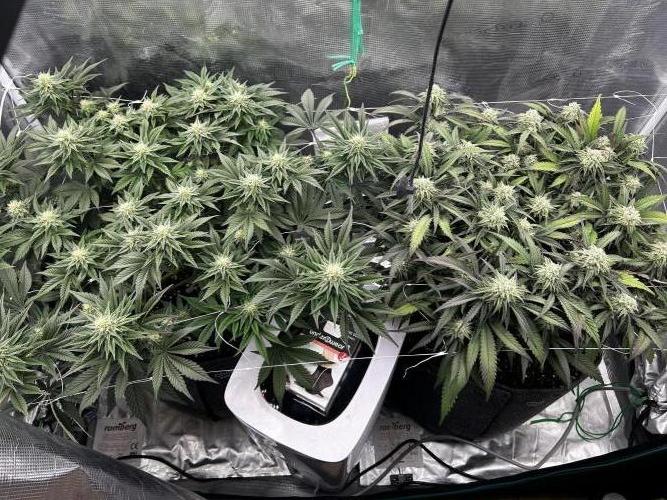 Plumz // Cap Junky. Week 9