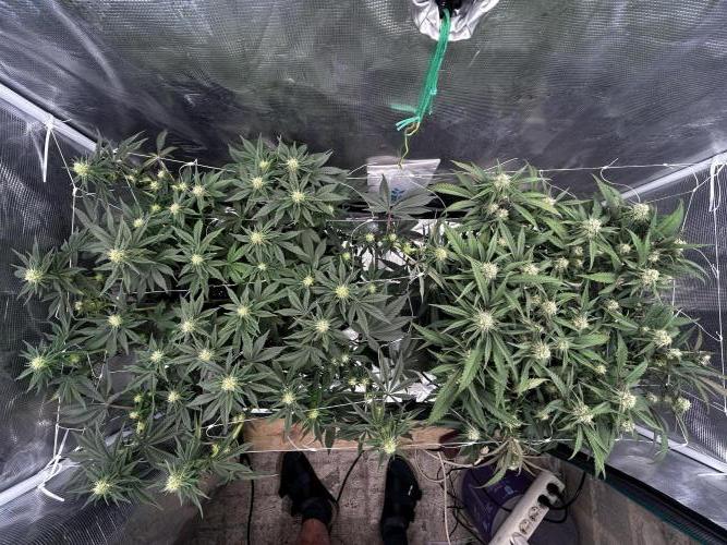 Plumz // Cap Junky. Week 8