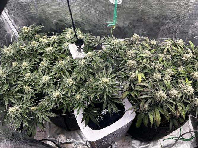 Plumz // Cap Junky. Week 10