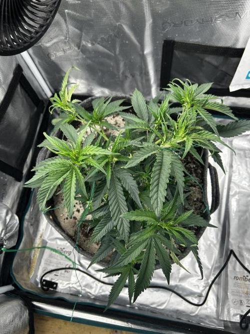 Plumz // Cap Junky. Week 4