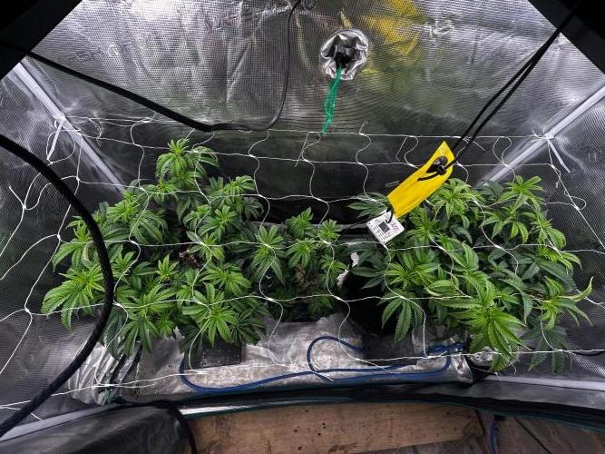 Gary Payton by Cookies / Jungle Cut. Week 4