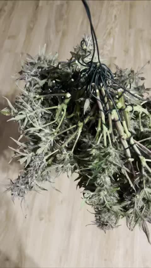 03# Mimosa x Orange Punch