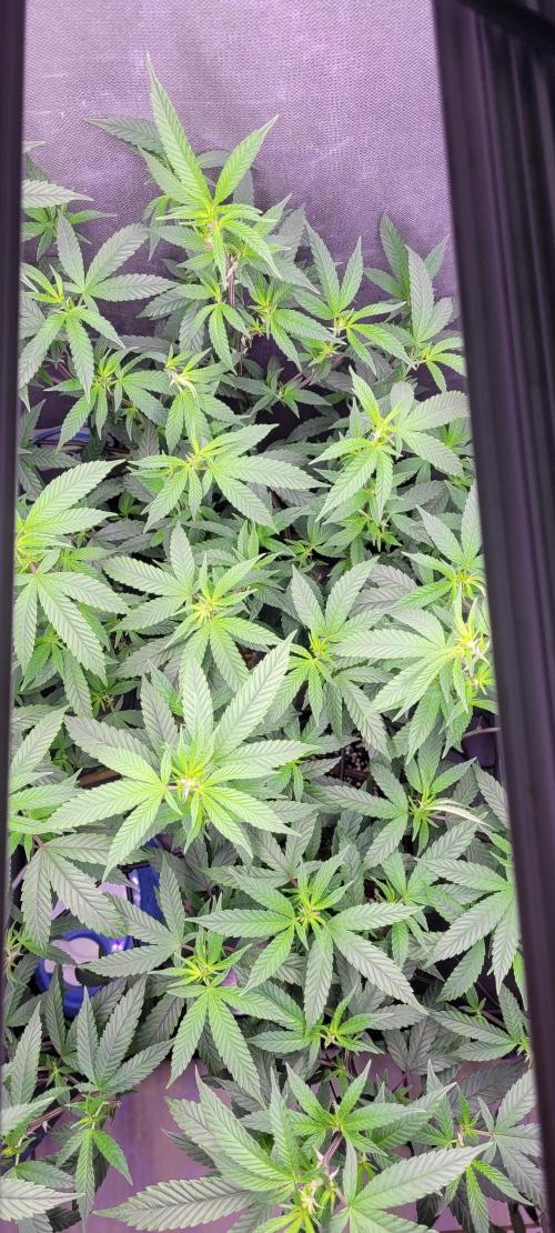 Goofiez Compound Genetics Scrog. Week 1