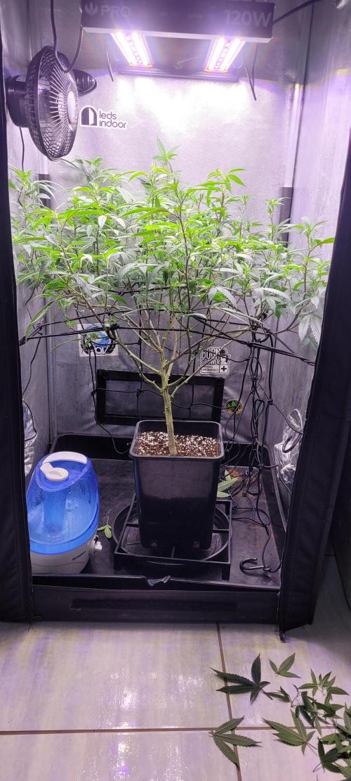 Goofiez Compound Genetics Scrog. Week 1