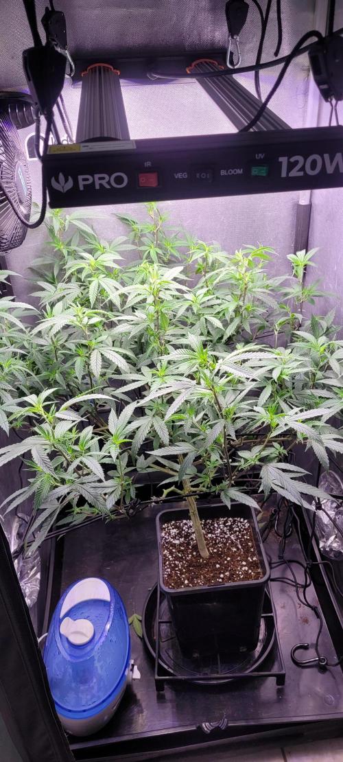 Goofiez Compound Genetics Scrog. Week 1