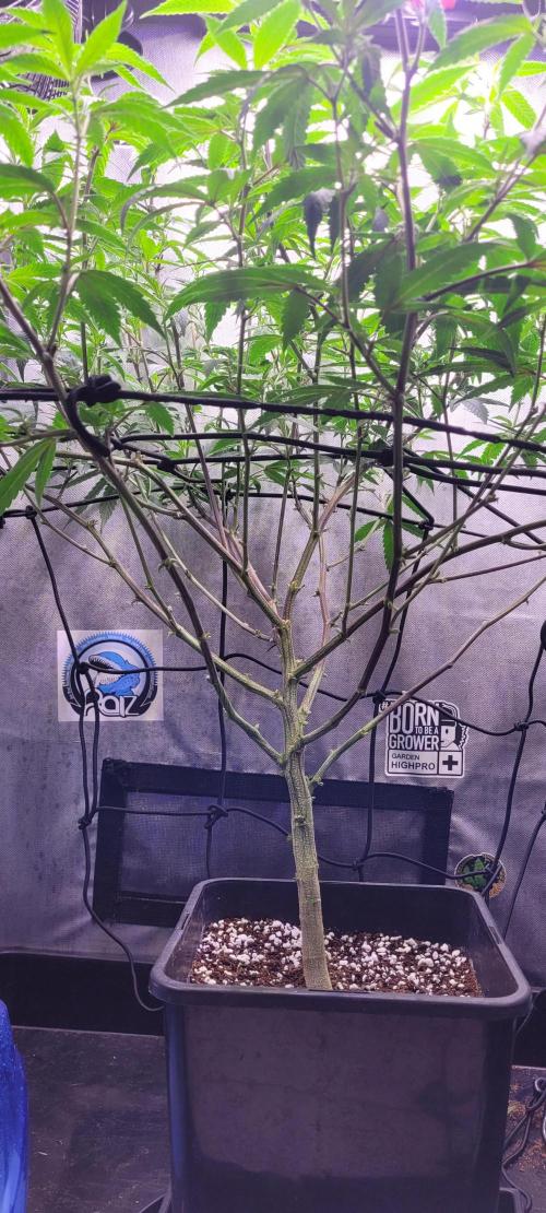 Goofiez Compound Genetics Scrog. Week 1