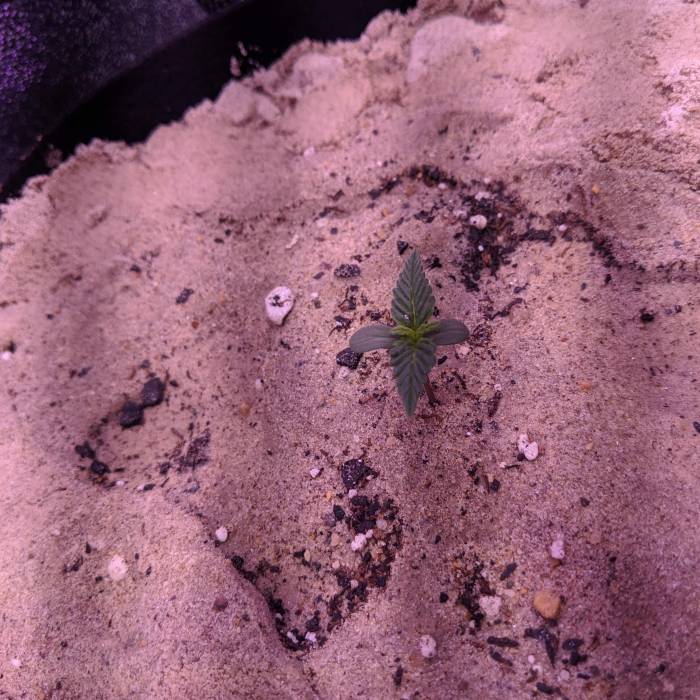 Fast Buds Auto GSC. Week 1