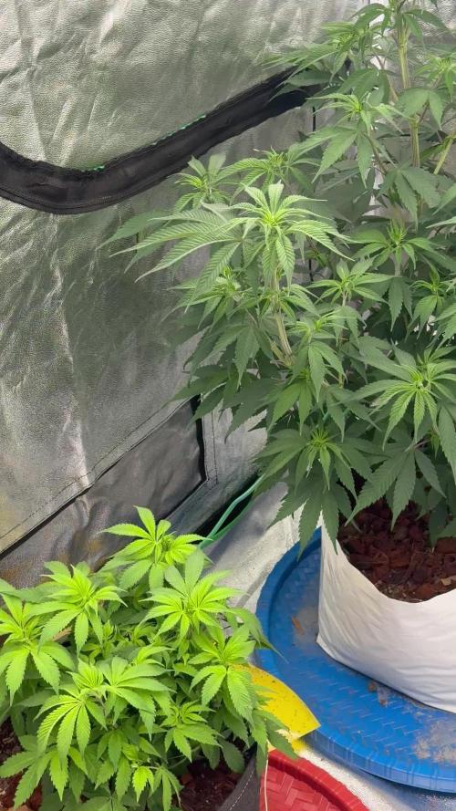 First indoor grow 