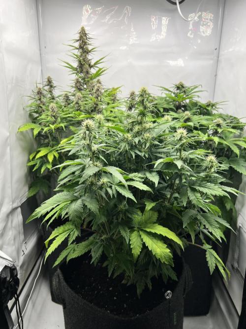 Auto cbd blackberry/white widow. Week 4