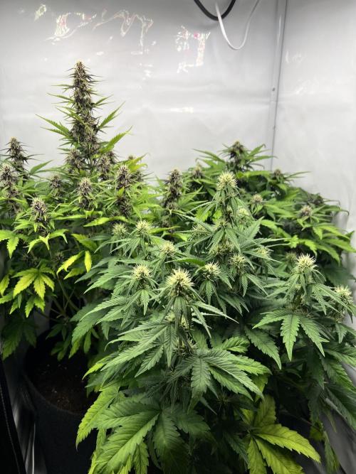 Auto cbd blackberry/white widow. Week 4