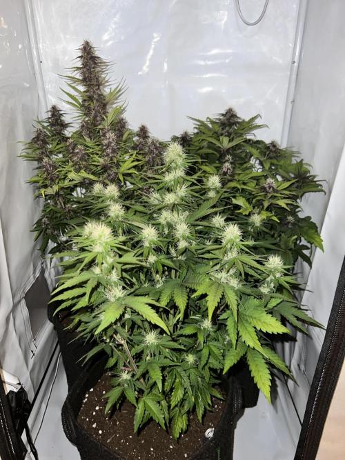 Auto cbd blackberry/white widow. Week 4