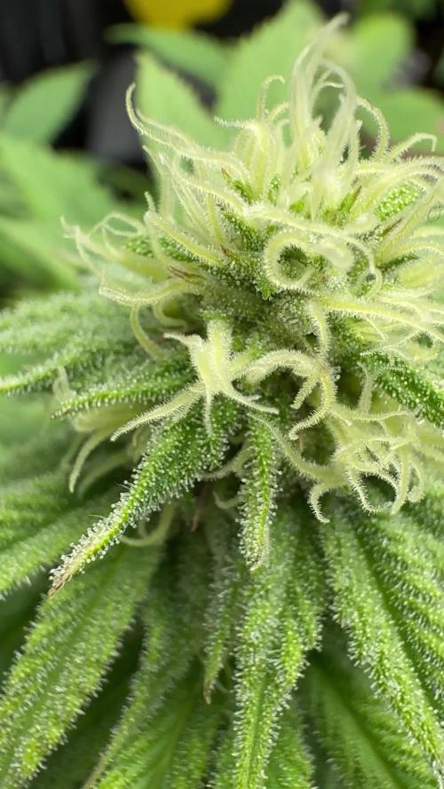 Blueberry (Zamnesia) - Beginner 1st Time Grow