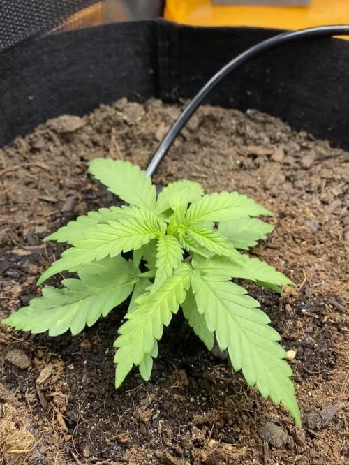 Blueberry (Zamnesia) - Beginner 1st Time Grow