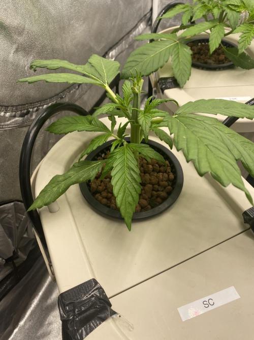 DWC Hydro SC BC 24K. Week 4 - 31.10.25
1/3 SC