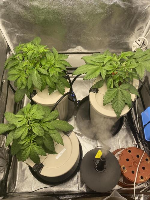 DWC Hydro SC BC 24K. Week 5 - 07.11.25