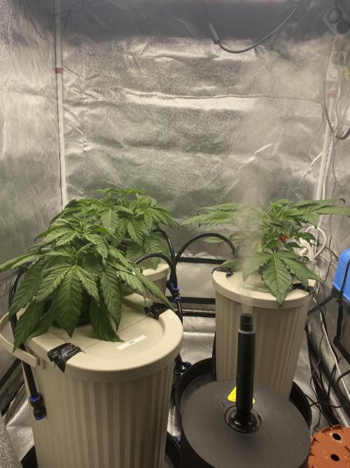 DWC Hydro SC BC 24K. Week 5 - 07.11.25