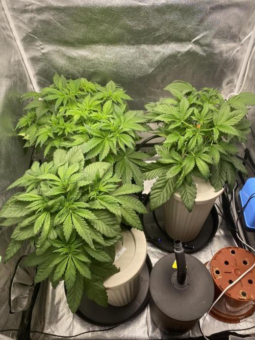 DWC Hydro SC BC 24K. Week 6 - 14.11.25