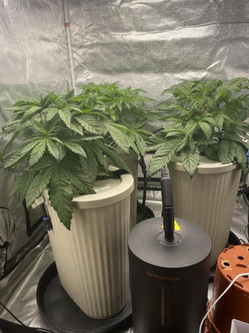 DWC Hydro SC BC 24K. Week 6 - 14.11.25