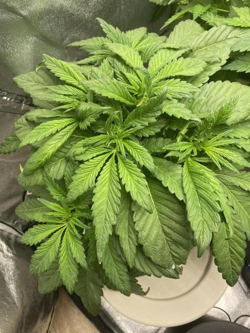 DWC Hydro SC BC 24K. Week 6 - 14.11.25
1/3 SC