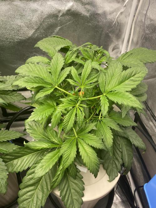 DWC Hydro SC BC 24K. Week 6 - 14.11.25
2/3 BC