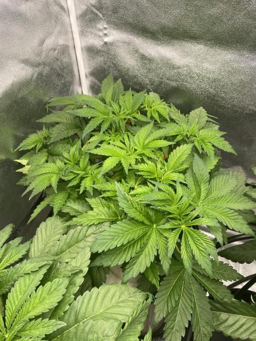 DWC Hydro SC BC 24K. Week 6 - 14.11.25
3/3 24k
