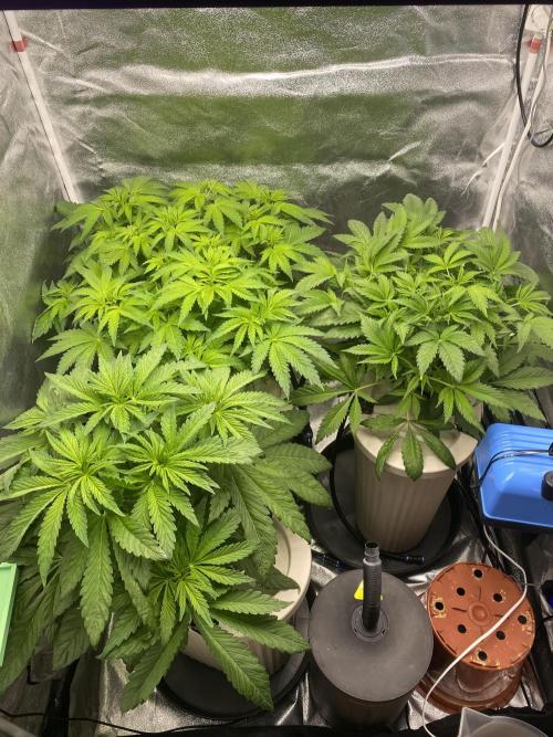 DWC Hydro SC BC 24K. Week 7 - 21.11.25