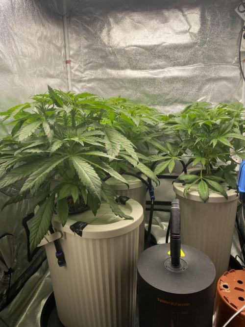 DWC Hydro SC BC 24K. Week 7 - 21.11.25