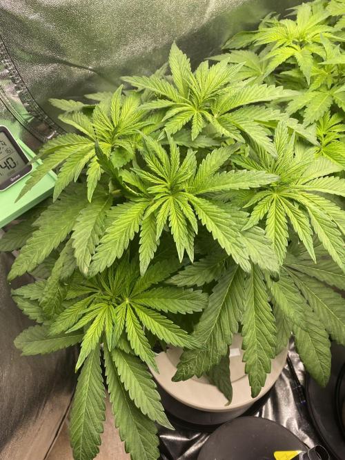 DWC Hydro SC BC 24K. Week 7 - 21.11.25
1/3 SC