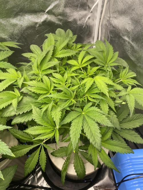 DWC Hydro SC BC 24K. Week 7 - 21.11.25
2/3 BC