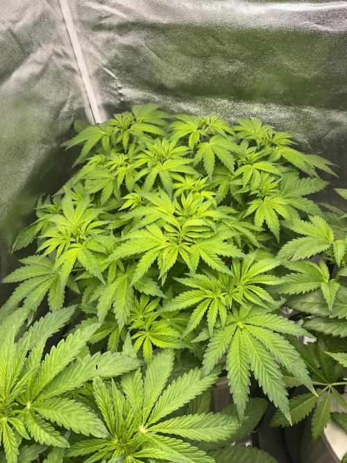 DWC Hydro SC BC 24K. Week 7 - 21.11.25
3/3 24k