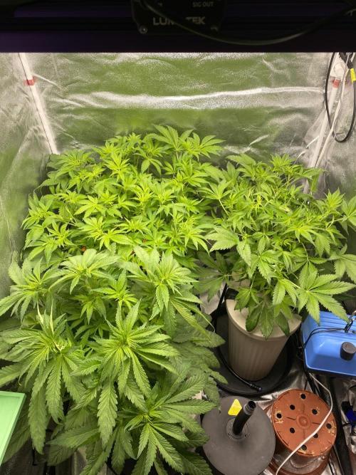 DWC Hydro SC BC 24K. Week 8 - 28.11.25