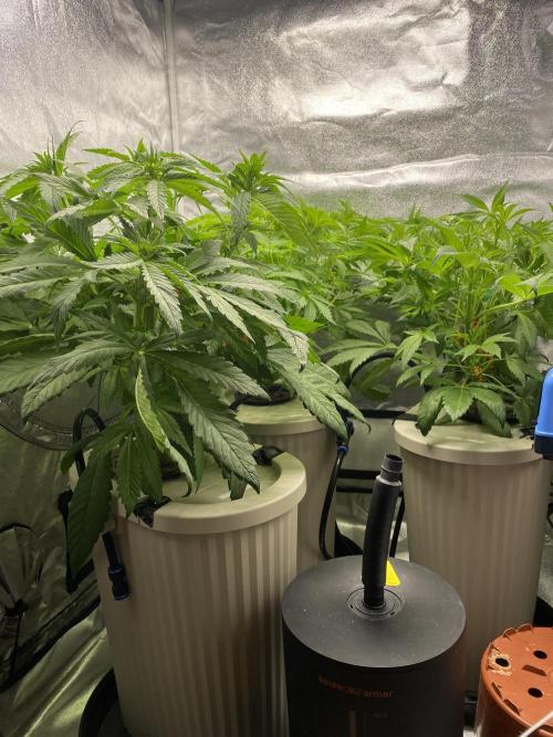 DWC Hydro SC BC 24K. Week 8 - 28.11.25