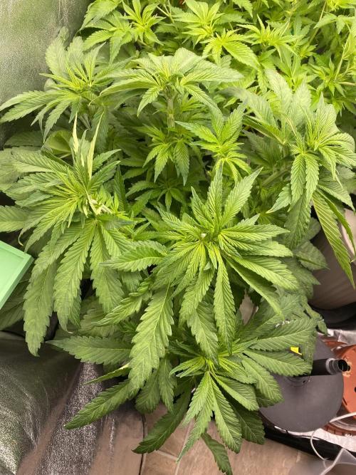 DWC Hydro SC BC 24K. Week 8 - 28.11.25
1/3 SC