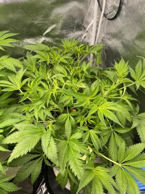 DWC Hydro SC BC 24K. Week 8 - 28.11.25
2/3 BC