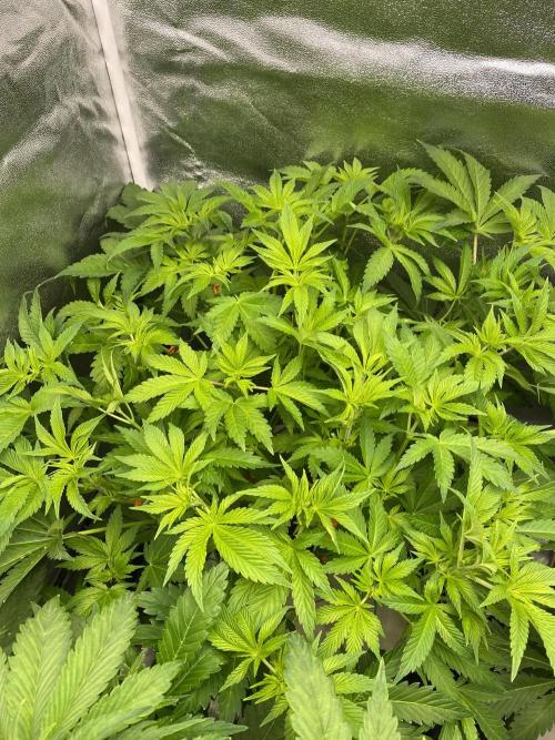 DWC Hydro SC BC 24K. Week 8 - 28.11.25
3/3 24k