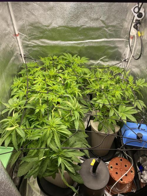 DWC Hydro SC BC 24K. Week 8 - 28.11.25
SCROG