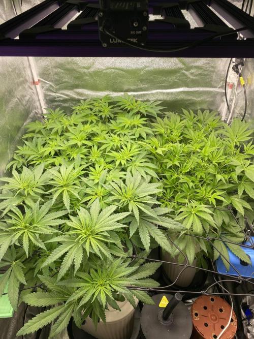 DWC Hydro SC BC 24K. Week 9 - 05.12.25