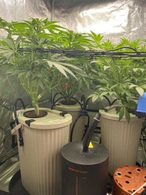 DWC Hydro SC BC 24K. Week 9 - 05.12.25