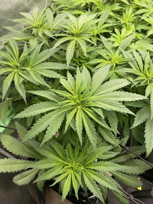 DWC Hydro SC BC 24K. Week 9 - 05.12.25
1/3 SC