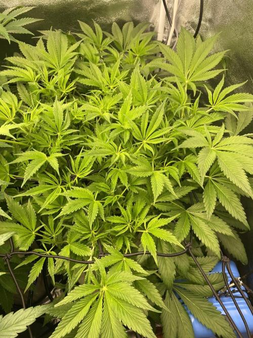 DWC Hydro SC BC 24K. Week 9 - 05.12.25
2/3 BC