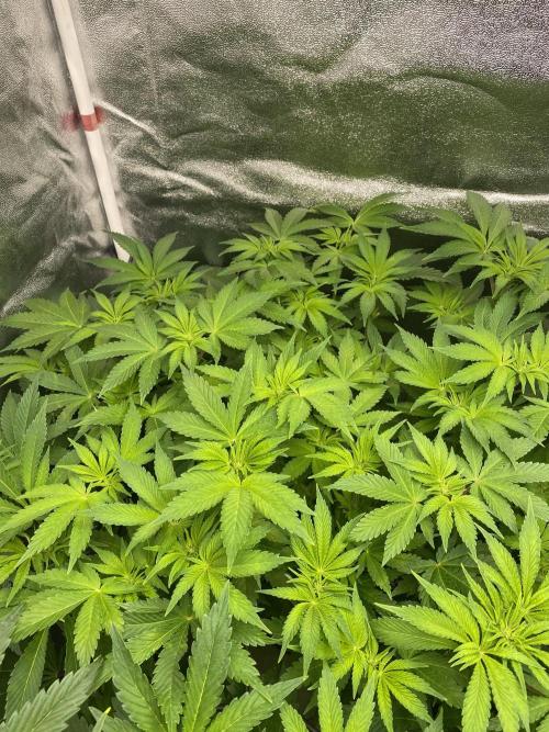 DWC Hydro SC BC 24K. Week 9 - 05.12.25
3/3 24k