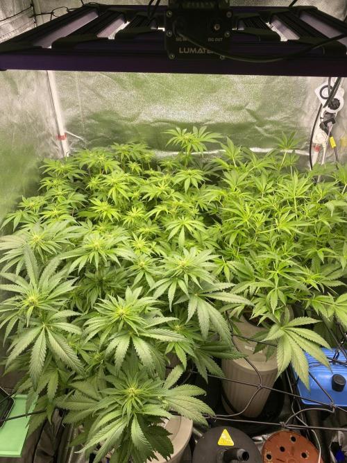 DWC Hydro SC BC 24K. Week 10 - 12.12.25