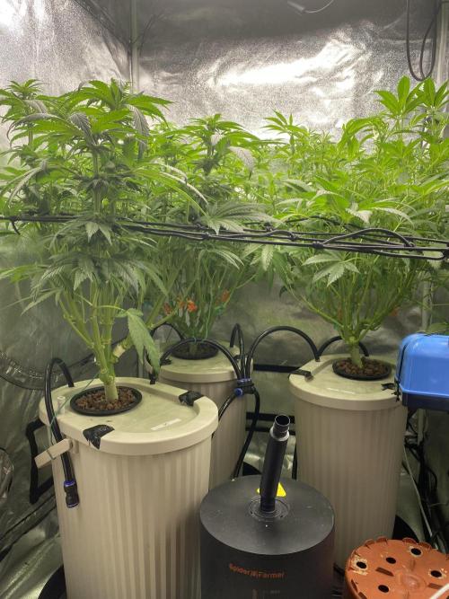 DWC Hydro SC BC 24K. Week 10 - 12.12.25