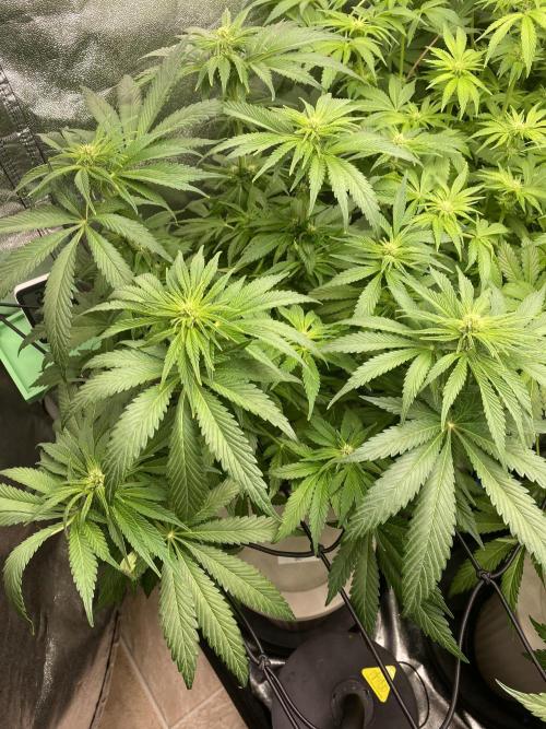 DWC Hydro SC BC 24K. Week 10 - 12.12.25
1/3 SC