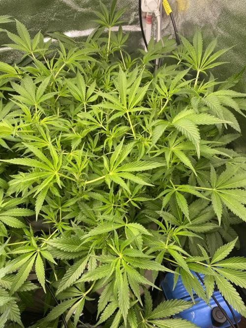 DWC Hydro SC BC 24K. Week 10 - 12.12.25
2/3 BC