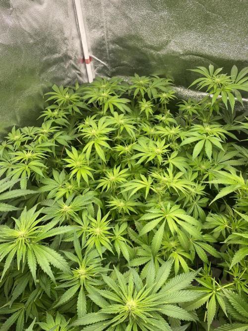 DWC Hydro SC BC 24K. Week 10 - 12.12.25
3/3 24k