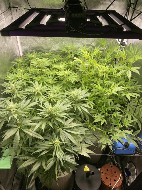 DWC Hydro SC BC 24K. Week 11 - 18.12.25